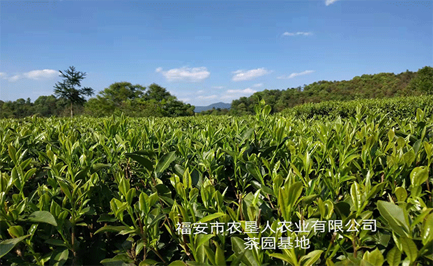 农垦人茶叶